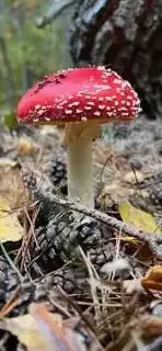 Spis mig ikke - Fluesvamp