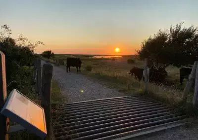 Køer i solnedgang