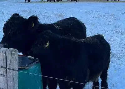 Snedækkede Korevler med køer