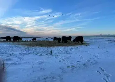 Snedækkede Korevler med køer